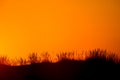 Silhouetted dune grasses with a smooth orange and yellow sky sunset background Royalty Free Stock Photo