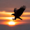 A silhouetted eagle in flight is captured against a vibrant sunset. The bird\'s wings are Royalty Free Stock Photo