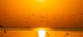 Silhouetted flying seagulls on beach at sunrise Royalty Free Stock Photo