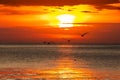 Silhouetted flying seagulls over the sea at sunrise Royalty Free Stock Photo