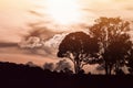 Silhouetted forest and tree with cloudy sky before sunset