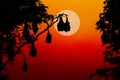 Silhouetted fruit bat on tree at sunset Royalty Free Stock Photo