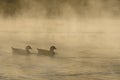 Silhouetted Geese Quietly Swimming in the Early Morning Mist Royalty Free Stock Photo