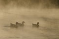 Silhouetted Geese Quietly Swimming in the Early Morning Mist Royalty Free Stock Photo