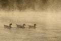 Silhouetted Geese Quietly Swimming in the Early Morning Mist Royalty Free Stock Photo