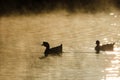 Silhouetted Geese Quietly Swimming in the Morning Mist Royalty Free Stock Photo