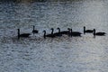 Silhouetted Geese Swimming on an Evening Pond