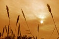 Silhouetted grass and plants against the sun