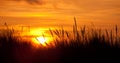 Silhouetted grasses at sunset Royalty Free Stock Photo
