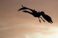 Silhouetted Great Blue Heron Flying in the Sunset Sky Royalty Free Stock Photo