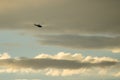 Silhouetted Helicopter Flying Across a Sunset Sky