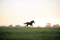 silhouetted horse cantering at dawn in a field Royalty Free Stock Photo