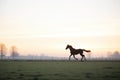 silhouetted horse cantering at dawn in a field