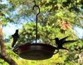 Hummingbirds drinking out of a bird feeder