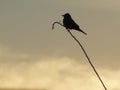 A Silhouetted Image of a Bird on a Branch