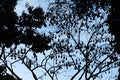 Silhouetted image of flying foxes aka fruit bats