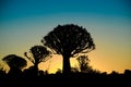 Silhouetted Kwivertrees at Sunset. Royalty Free Stock Photo