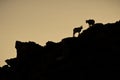 Silhouetted Mountain Goat