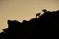 Silhouetted Mountain Goat Royalty Free Stock Photo