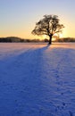 Silhouetted Oak in Snowy sunset 018
