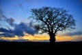 Silhouetted Oak Tree against Dramatic Sky Royalty Free Stock Photo