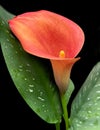 Silhouetted Orange Calla Lily on a Black Background Royalty Free Stock Photo