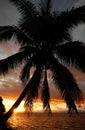 Silhouetted palm tree on a beach, Vanua Levu island, Fiji Royalty Free Stock Photo