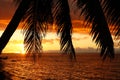 Silhouetted palm tree on a beach, Vanua Levu island, Fiji Royalty Free Stock Photo