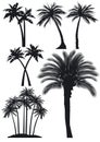 Silhouetted palm trees