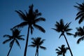 Silhouetted palm trees