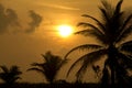 Silhouetted palm trees against a beautiful sunset at the beach. Royalty Free Stock Photo