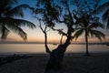 Silhouetted Palm trees in Jamaica