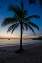 Silhouetted Palm trees in Jamaica