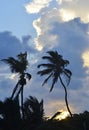 Silhouetted Palms in San Pedro, Belize Royalty Free Stock Photo