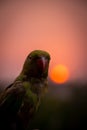 Silhouetted parrot aginst the setting sun. selective focus Royalty Free Stock Photo