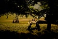 Silhouetted people picnicking Royalty Free Stock Photo