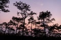 Silhouetted pine forest with clear twilight sky