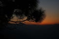 Silhouetted pine tree against a fiery orange sky, illuminated by the sunset