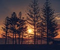 silhouetted pine trees against the setting sun at the ocean's edge