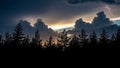 Silhouetted pine trees contrast against a dramatic sky lit by flashes of Royalty Free Stock Photo