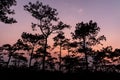 Silhouetted pine trees with twilight sky