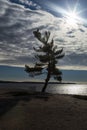 Silhouetted Pine Royalty Free Stock Photo
