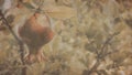 A silhouetted pomegranate in the background with a wallpaper of patterned tree branches in shadows.