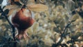 A silhouetted pomegranate in the background with a wallpaper of patterned tree branches in shadows.