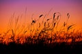 Silhouetted reeds at sunset Royalty Free Stock Photo