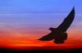 Silhouetted seagull flying