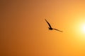 Silhouetted seagull flying freedomly at sunrise Royalty Free Stock Photo