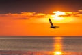 Silhouetted seagull flying freedomly at sunrise Royalty Free Stock Photo