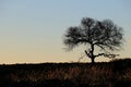 Silhouetted thorn tree Royalty Free Stock Photo