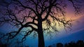 Silhouette of a Bare Tree Against a Colorful Sky at Sunset or Sunrise Royalty Free Stock Photo